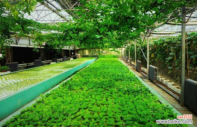 农业观光园的类型有哪些?