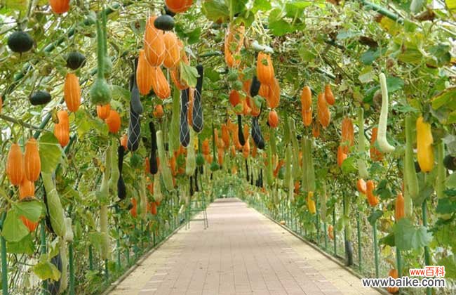 农业观光园的类型有哪些?