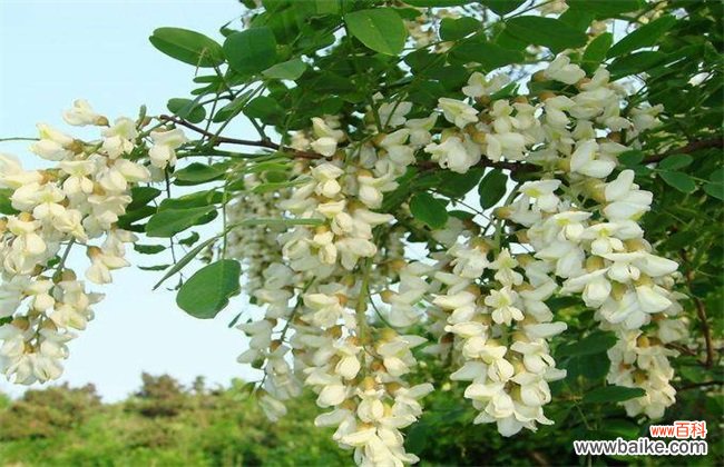 槐米价格多少钱一斤?