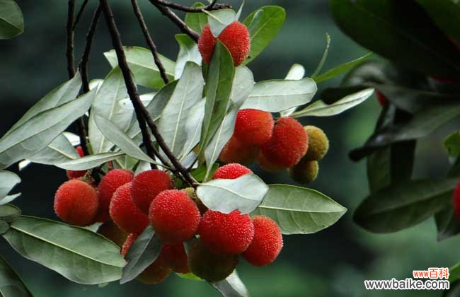 杨梅汁弄到衣服上怎么洗干净