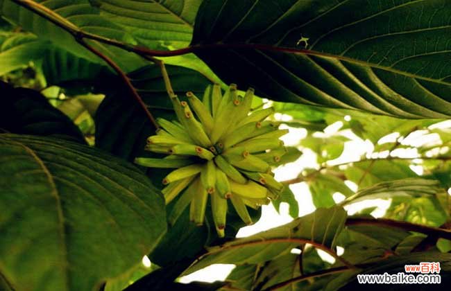 喜树果的功效与作用