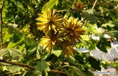 喜树果的功效与作用