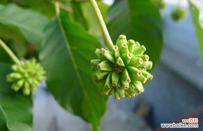 喜树果的功效与作用