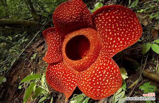 世界上有没有食人花?