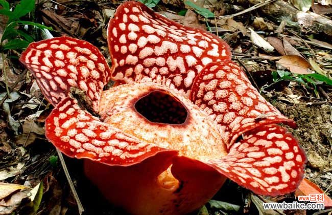 世界上有没有食人花?