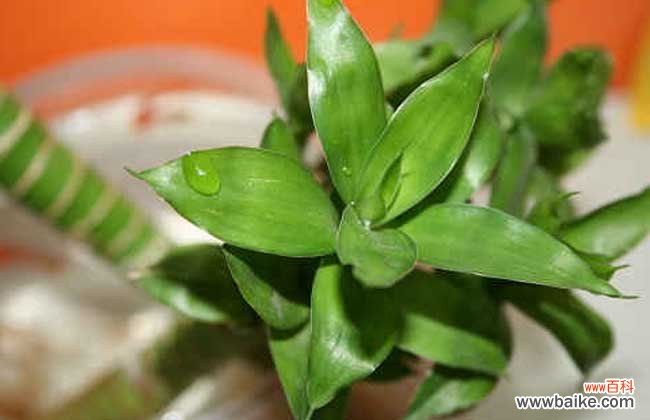 防辐射的花有哪些?十大防辐射植物排行榜