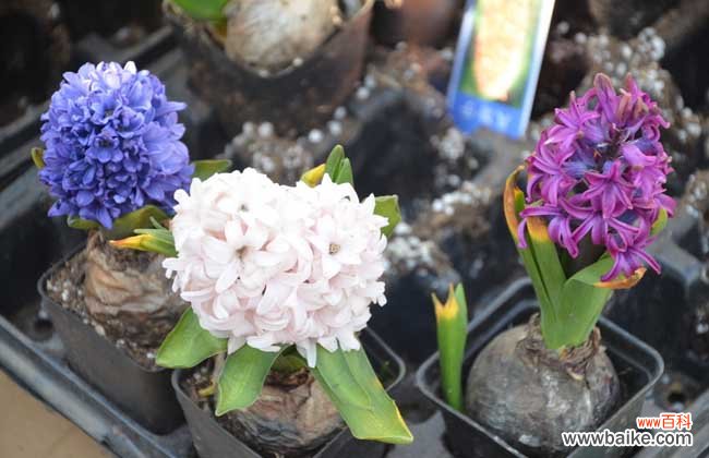 防辐射的花有哪些?十大防辐射植物排行榜