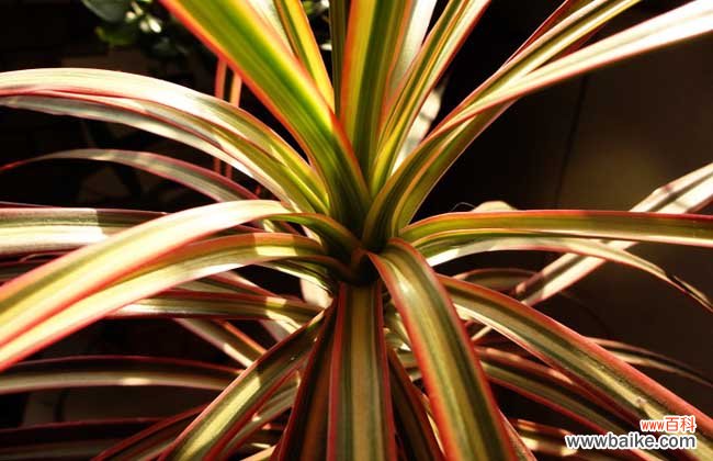 防辐射的花有哪些?十大防辐射植物排行榜
