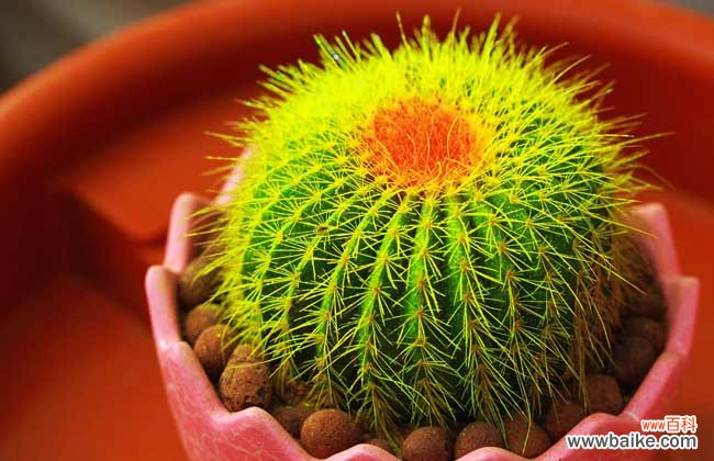 防辐射的花有哪些?十大防辐射植物排行榜