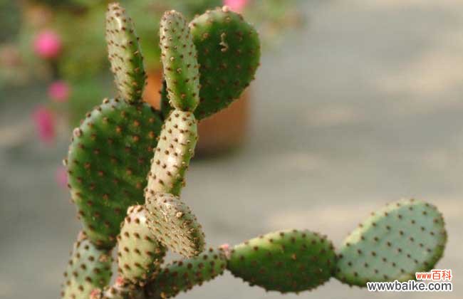 防辐射的花有哪些?十大防辐射植物排行榜