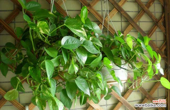 防辐射的花有哪些?十大防辐射植物排行榜