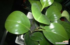 防辐射的花有哪些？十大防辐射植物排行榜