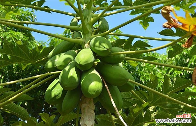 番木瓜是什么?