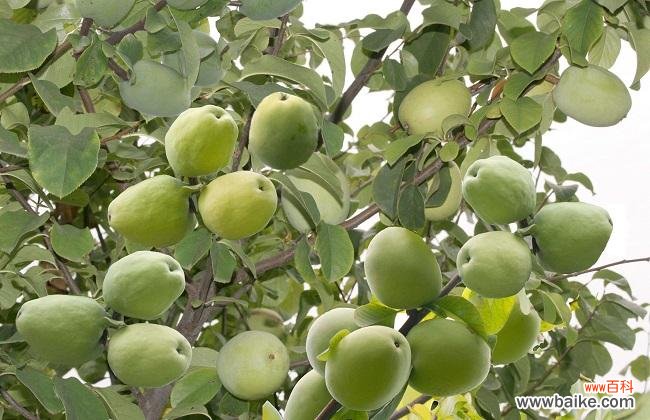 番木瓜是什么?