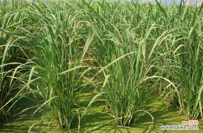 茭白长什么样?茭白图片