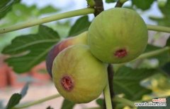 吃无花果的禁忌有哪些？