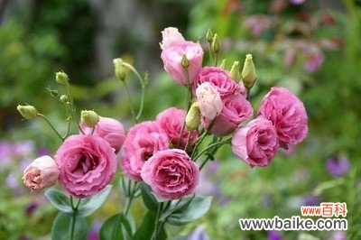 阳台适合种什么花？10种适合阳台种植的花卉推荐