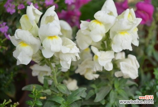 阳台适合种什么花？10种适合阳台种植的花卉推荐