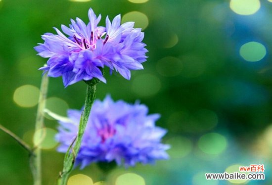 阳台适合种什么花？10种适合阳台种植的花卉推荐