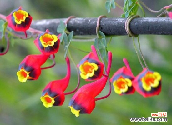 阳台适合种什么花？10种适合阳台种植的花卉推荐