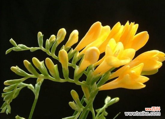 阳台适合种什么花？10种适合阳台种植的花卉推荐