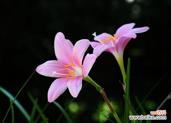 阳台适合种什么花？10种适合阳台种植的花卉推荐