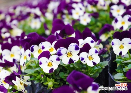 阳台适合种什么花？10种适合阳台种植的花卉推荐