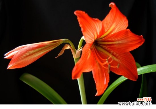 阳台适合种什么花？10种适合阳台种植的花卉推荐