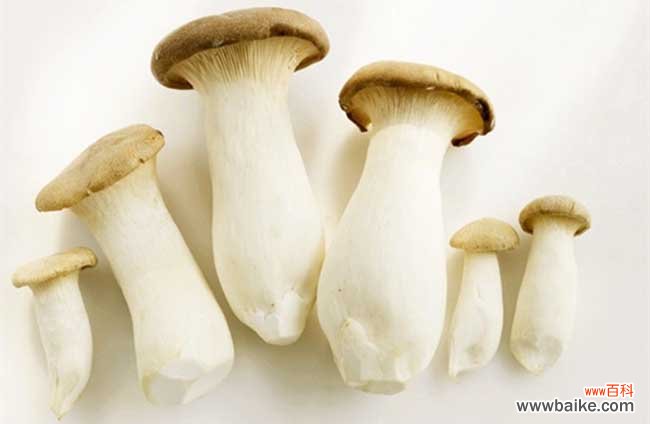 杏鲍菇的产地在哪里？