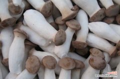 杏鲍菇的产地在哪里？