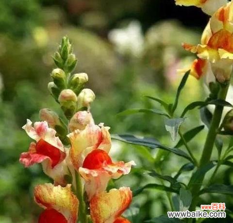 探寻金鱼草花语的深刻内涵 金鱼草的花语与意义