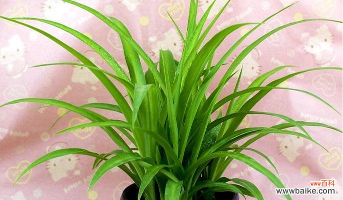 拥有金心吊兰 以金心吊兰的寓意与象征