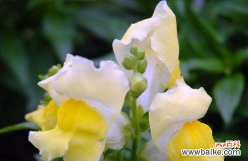 金鱼草的花语意义及传说 探寻金鱼草的花语奥秘