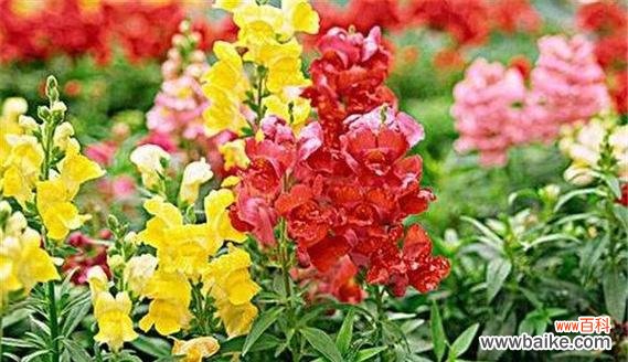 金鱼草的花语意义及传说 探寻金鱼草的花语奥秘