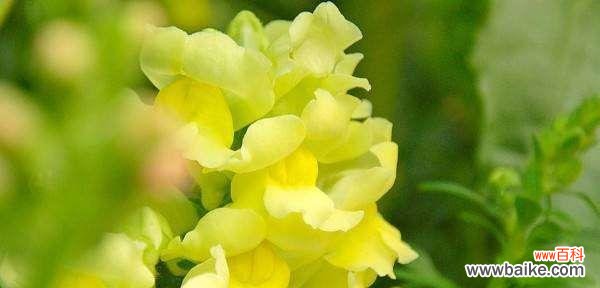 金鱼草的花语意义及传说 探寻金鱼草的花语奥秘