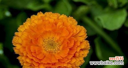 探秘金盏花的花语之美 金盏花