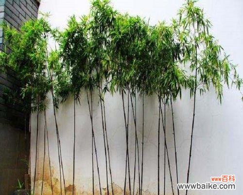 从古至今 金镶玉竹子的寓意与象征意义