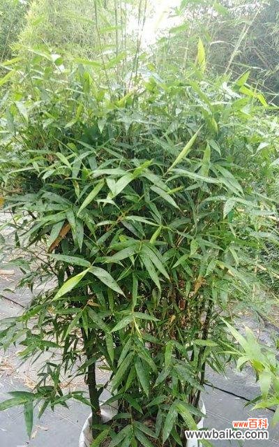 从古至今 金镶玉竹子的寓意与象征意义