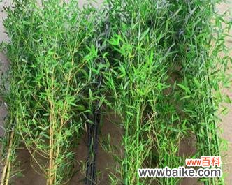 从古至今 金镶玉竹子的寓意与象征意义