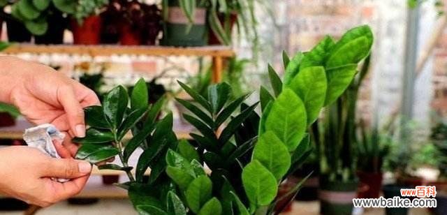 探索金钱树的幸运与财富之道 金钱树的意义与象征