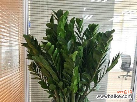 探索金钱树的幸运与财富之道 金钱树的意义与象征