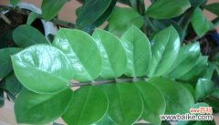 探索金钱树的幸运与财富之道 金钱树的意义与象征