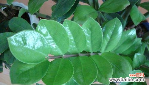 探索金钱树的幸运与财富之道 金钱树的意义与象征