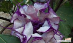 探寻金色曼陀罗的神奇之谜 金色曼陀罗