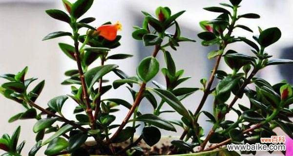 室内植物的选择与布置能为你的家带来好运 金鱼吊兰的寓意与象征风水