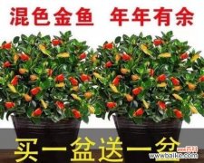 室内植物的选择与布置能为你的家带来好运 金鱼吊兰的寓意与象征风水