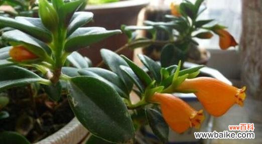 室内植物的选择与布置能为你的家带来好运 金鱼吊兰的寓意与象征风水