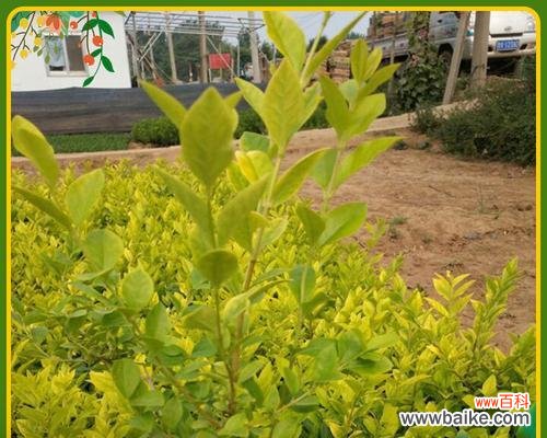 揭示金叶女贞的神秘之美及其文化内涵 金叶女贞的象征意义与美学价值