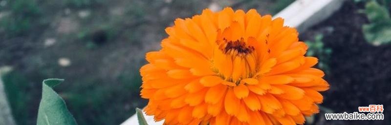 探寻金盏花花语的深层含义 金盏花花语