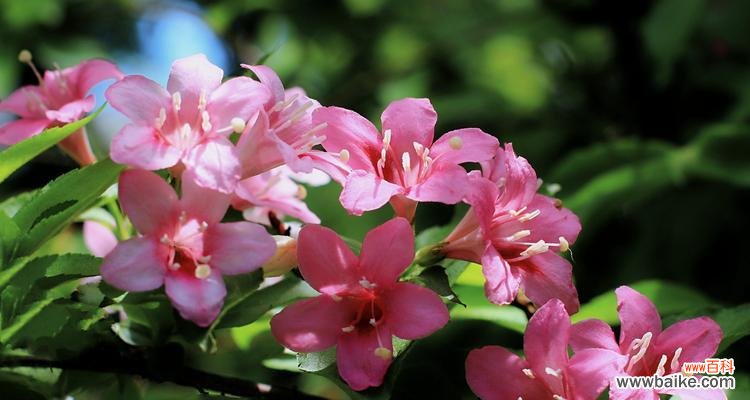 传递爱与祝福的锦带花 锦带花的花语及其象征意义